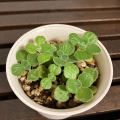 アロマティカス 観葉植物 ミントの画像
