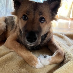 近所で野良の母犬が産んだ三兄弟