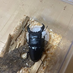 スマトラヒラタ　ベンクール産の画像