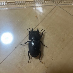 スマトラヒラタ　アチェ産の画像