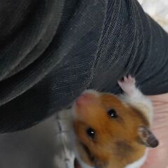 飼い主さんがいなくなったハムスターについて