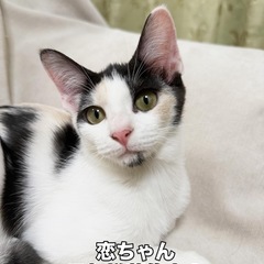 パステル風可愛い三毛猫ちゃん
