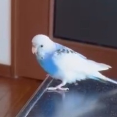 大阪市天王寺区自宅からセキセイインコのリリィちゃんを不注意で逃し...