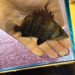 残り3匹ダトニオプラスワン！20000円の画像