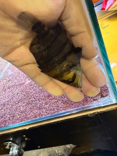 残り3匹！wild ダトニオプラスワン 値段相談可能^^