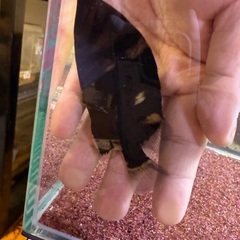 残り3匹ダトニオプラスワン！20000円の画像