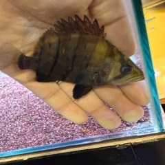 残り3匹ダトニオプラスワン！20000円の画像