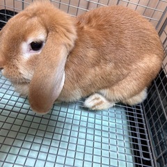 うさぎ　ドワーフロップイヤー