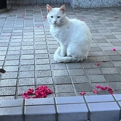 白猫のオッドアイ　こまちくん