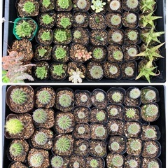 多肉植物(仔株)選んで20鉢の画像