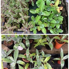 多肉植物(仔株)選んで20鉢の画像