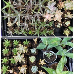 多肉植物(仔株)選んで20鉢の画像