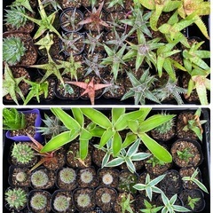 多肉植物(仔株)選んで20鉢の画像