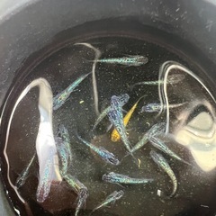 メダカ【ネプチューン】の画像