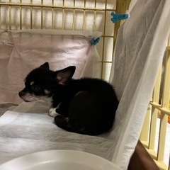 成犬13さい