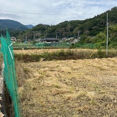 ワラの画像