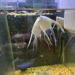 エンゼルフィッシュ　水槽の画像