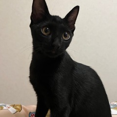 フレンドリー❤️な黒猫オス《6ヶ月》里親募集！