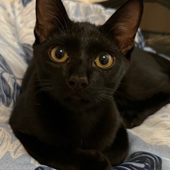 フレンドリーな黒猫オス《5ヶ月》里親募集！