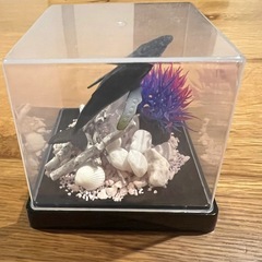 海洋生物ミニチュアディスプレイセット(自作)の画像