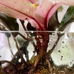 ★ ブセファランドラ sp. Mukok Pink の画像