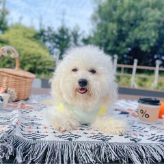 ビションフリーゼ