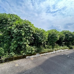 伐採や解体などお困りごとを解決