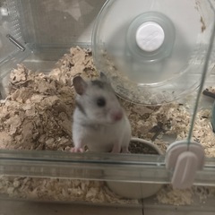 ゴールデンハムスター