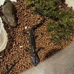 両生類 オキナワシリケンイモリ ペアの画像