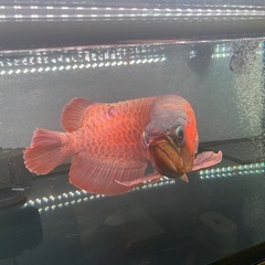 キング熱帯魚の画像