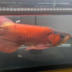 キング熱帯魚の画像