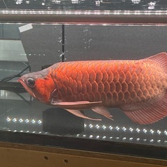 キング熱帯魚の画像