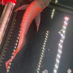 キング熱帯魚の画像