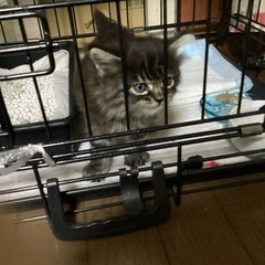 長毛種の子猫　生後6週間　メス