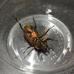 ニジイロクワガタ　♀単　レッドピカールの画像