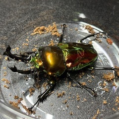 ニジイロクワガタ　♀単　レッドピカールの画像