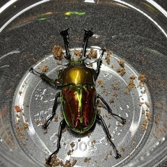 ニジイロクワガタ　♀単　レッドピカールの画像
