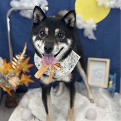 柴犬♀7歳7ヶ月