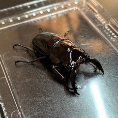 レギウスオオツヤクワガタ　♂単　67mmmの画像