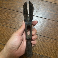 超希少✩.*˚四国伊予型の画像
