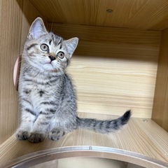 子猫の里親募集してます