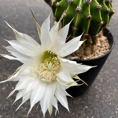 短毛丸の画像