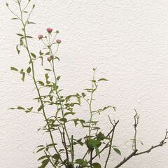 ミニバラの画像