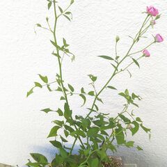 ミニバラの画像