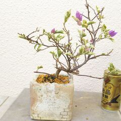 斑入りブーゲンビリアの画像