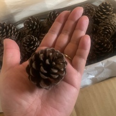 松ぼっくり大量の画像
