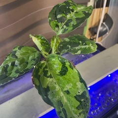 アグラオネマ　ピクタム　トリカラー　1の画像