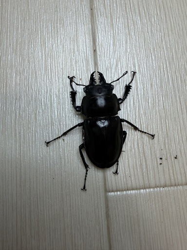 ヤエヤママルバネクワガタ西表島(♂♂♀)