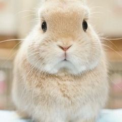 ラビット  うさぎ