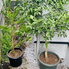 家の植物全て売りますの画像